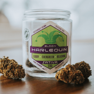 Blazin' Harlequin Flower